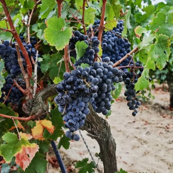 Hot Druvväxt - Vitis vinifera ‘Nero’ - Höjd 60-75cm - ⌀21cm Trädgårdsväxter