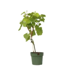 Outlet Druvväxt - Vitis vinifera ‘Vanessa’ - Höjd 60-75cm - ⌀21cm Trädgårdsväxter