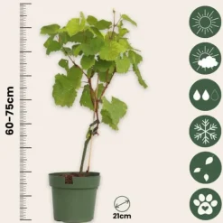 Outlet Druvväxt - Vitis vinifera ‘Vanessa’ - Höjd 60-75cm - ⌀21cm Trädgårdsväxter