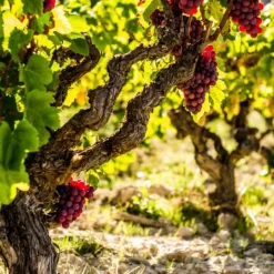 Outlet Druvväxt - Vitis vinifera ‘Vanessa’ - Höjd 60-75cm - ⌀21cm Trädgårdsväxter