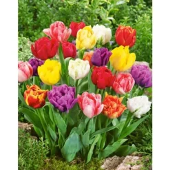 Clearance DUBBLA BLOMMA TULPANER I 12CM VAS I ASSORTERADE FÄRGER, LÖKAR I VAS Blommor