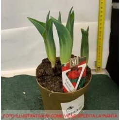 Clearance DUBBLA BLOMMA TULPANER I 12CM VAS I ASSORTERADE FÄRGER, LÖKAR I VAS Blommor