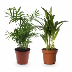 Discount Duo Krukväxter 2-pack Ø12 cm ±40 cm Krukväxter Inomhus