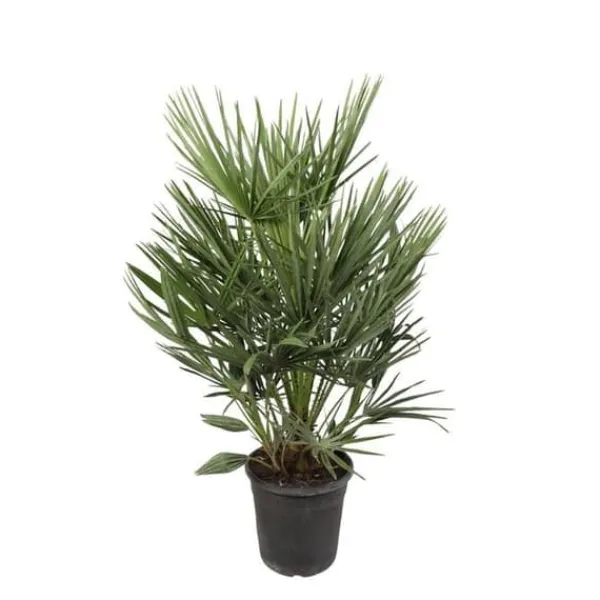 Sale Dvärgpalm Chamaerops Humilis 21 cm kruka 100 cm hög Trädgårdsväxter