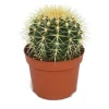 Echinocactus grusonii - svärmor stol - i en kruka på 12 cm