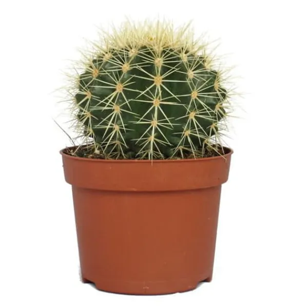 Echinocactus grusonii - svärmor stol - i en kruka på 12 cm