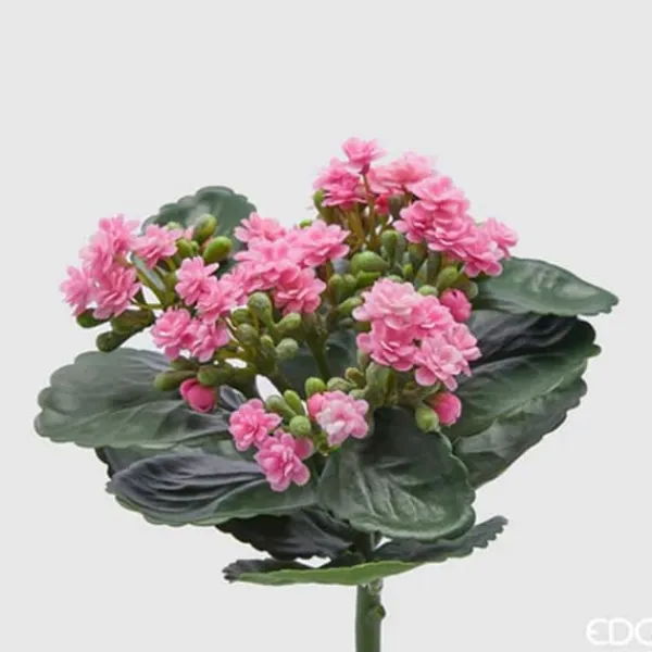Outlet EDG CESPUGLIO DI KALANCOE H23XD19CM ROSA, HEM, DEKORATIVA TILLBEHÖR, KONSTIGA BLOMMAR Blommor