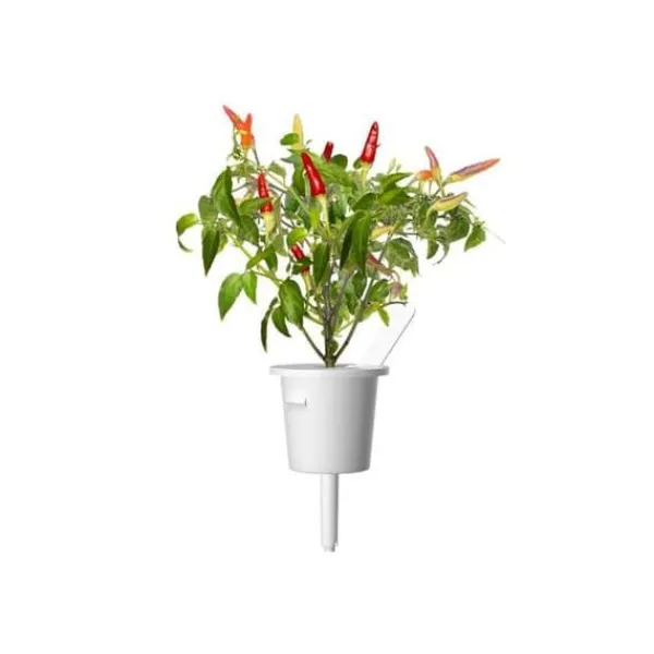 EMSA Set med 3 Click&Grow Chili-kapslar