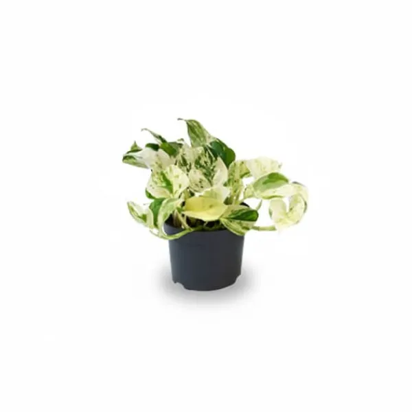 Outlet Epipremnum Happy Leaf 2-pack Ø12 cm Krukväxter Krukväxter Inomhus