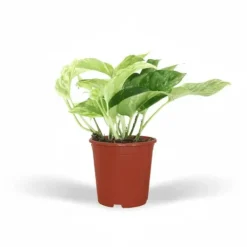 Epipremnum 'Marble Queen' 4-pack Krukväxter Ø12 cm Höjd ca 15 cm