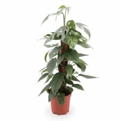 Epipremnum Pinnatum 'Cebu Blue' Krukväxt Ø17 cm, Höjd ca 60 cm