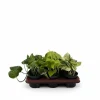 Clearance Epipremnum Växtmix 6-pack Ø12 cm Höjd ca 15 cm Krukväxter Inomhus