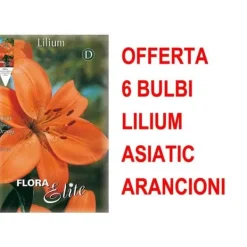 Best ERBJUDANDE 6 ASIATISKA LILJEBULBULER ORANGE BULBER BULBER Fröer & Lökar