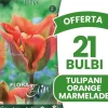 ERBJUDANDE 21 BULBER AV TULPAN VIRIDIFLORA ORANGE MARMELADE BOMBER