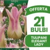 Online ERBJUDANDE 21 BULBI AUTUNNALI TULIPANO FIOR DI GIGLIO ELEGANTA LADY-GLÖKOR Fröer & Lökar