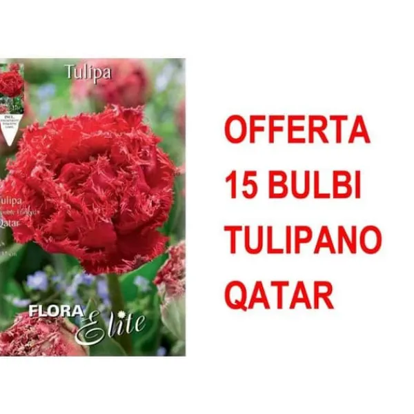 Online ERBJUDANDE 15 BULBI TULIPANO MULTIFIORI FRANSAD DUBBEL QATAR-LAMPOR Fröer & Lökar