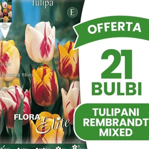 Hot ERBJUDANDE 21 HÖSTBULB TULPAN REMBRANDT BLANDNING AV FÄRGER BULAR BULBES Fröer & Lökar