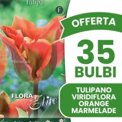 New ERBJUDANDE 35 HÖSTBULBERS TULPAN VIRIDIFLORA ORANGE MARMELAD BULBAR BULBER BULBER Fröer & Lökar