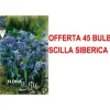 ERBJUDANDE 45 HÖSTGLÖDLJUS SCILLA SIBERICA GLÖDLJUS BULBES