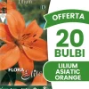 Outlet ERBJUDANDE 20 HÖSTLÖKAR LILIUM ASIATISKT ORANGE LÖKAR BULBS BULBES Fröer & Lökar