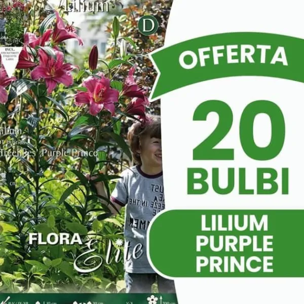 New ERBJUDANDE 20 HÖSTLÖKAR LILIUM GIGANTE PURPLE PRINCE LÖKAR BULBES Fröer & Lökar