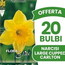 Outlet ERBJUDANDE 20 HÖSTLÖKAR NARCISS LARGE-CUPPED CARLTON LÖKAR LÖKAR LÖKAR Fröer & Lökar