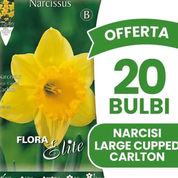 Outlet ERBJUDANDE 20 HÖSTLÖKAR NARCISS LARGE-CUPPED CARLTON LÖKAR LÖKAR LÖKAR Fröer & Lökar