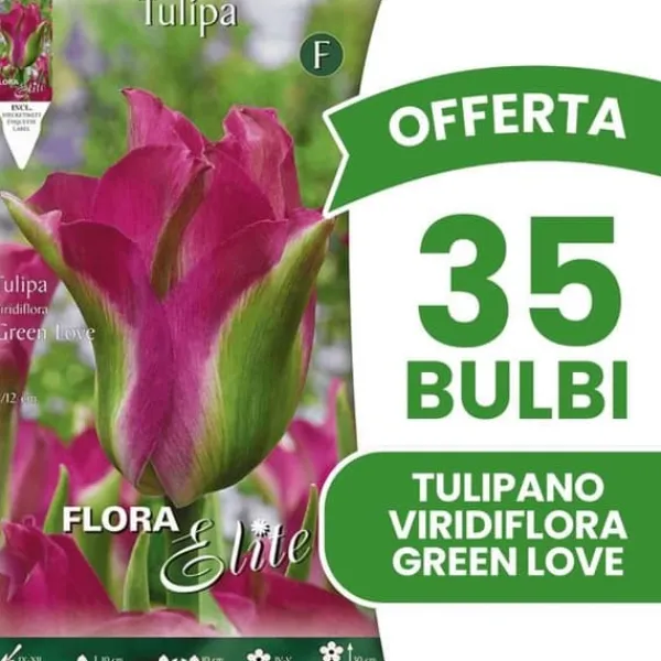 New ERBJUDANDE 35 HÖSTLÖKAR TULIPAN GREEN LOVE LÖKAR LÖKAR LÖKAR Fröer & Lökar