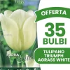 ERBJUDANDE 35 HÖSTLÖKAR TULPAN TRIUMPH AGRASS VIT LÖKAR LÖKAR LÖKAR