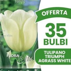 ERBJUDANDE 35 HÖSTLÖKAR TULPAN TRIUMPH AGRASS VIT LÖKAR LÖKAR LÖKAR
