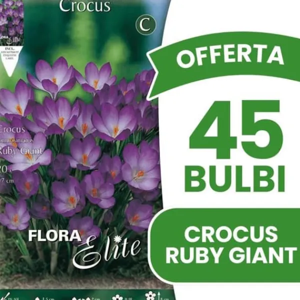 ERBJUDANDE 45 KROKUS TOMMASINIANUS RUBY GIANT LÖKAR LÖKAR