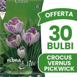 Online ERBJUDANDE 30 KROKUS VERNUS PICKWICK LÖKAR LÖKAR Fröer & Lökar