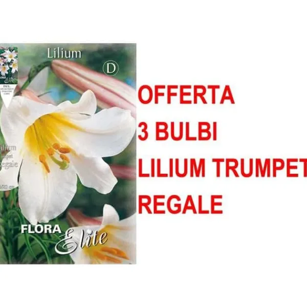 Online ERBJUDANDE 3 LILIUM TRUMPET REGALE LÖKAR Fröer & Lökar