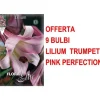 ERBJUDANDE 9 LILIUM TRUMPET PINK PERFECTION GLÖDLJOR GLÖDLJOR Fröer & Lökar