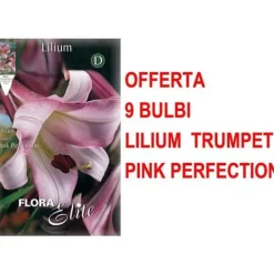 ERBJUDANDE 9 LILIUM TRUMPET PINK PERFECTION GLÖDLJOR GLÖDLJOR Fröer & Lökar