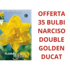 Sale ERBJUDANDE 35 NARCISSER DOUBLE GOLDEN DUCAT LÖKAR Fröer & Lökar