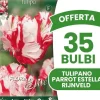 ERBJUDANDE 35 PARROT TULPANBULBERR ESTELLA RIJNVELD BULTAR BULTAR Fröer & Lökar