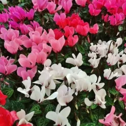 Sale ERBJUDANDE 3 POTTEN MED CYKLAMEN I ASSORTERADE FÄRGER FUCHSIA, VIT, RÖD, VAS 10CM, VÄXTER FÖR UTEBRUK Blommor