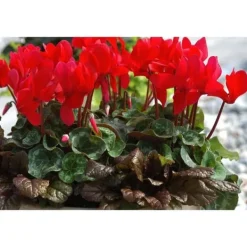 Sale ERBJUDANDE 3 POTTEN MED CYKLAMEN I ASSORTERADE FÄRGER FUCHSIA, VIT, RÖD, VAS 10CM, VÄXTER FÖR UTEBRUK Blommor