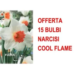 Best ERBJUDANDE 15 ST NARCISS BULLER LARGE-CUPPED COOL FLAME GLÖDLAMPOR Fröer & Lökar