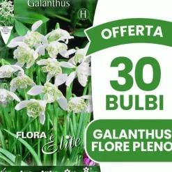 Online ERBJUDANDE 30 TORRA GALANTHUS NIVALIS FLORE PLENO LÖKAR LÖKAR Fröer & Lökar