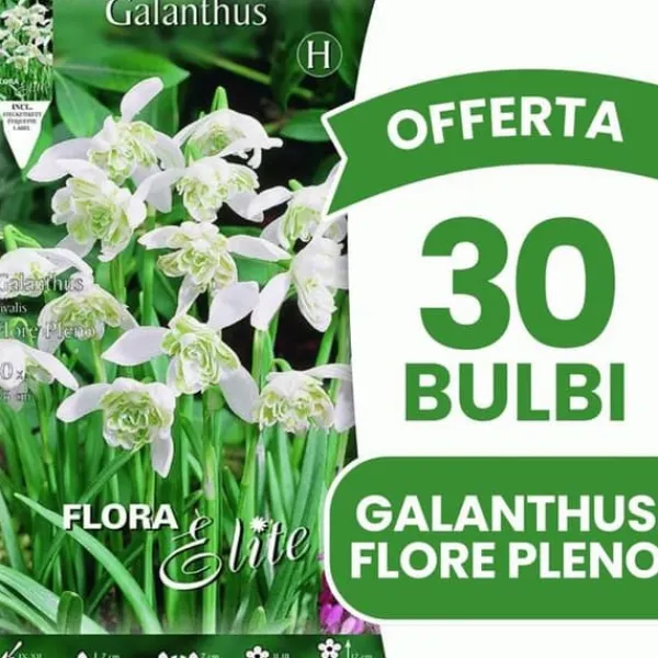 Online ERBJUDANDE 30 TORRA GALANTHUS NIVALIS FLORE PLENO LÖKAR LÖKAR Fröer & Lökar
