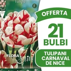 ERBJUDANDE 21 TULPANBULBER DUBBLA BLOMMAN CARNAVAL DE NICE BULBERT