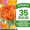 Outlet ERBJUDANDE 35 TULPANBULBER DOUBLE EARLY SUNLOVER HÖSTBULBER BULBER Fröer & Lökar