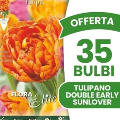 Outlet ERBJUDANDE 35 TULPANBULBER DOUBLE EARLY SUNLOVER HÖSTBULBER BULBER Fröer & Lökar