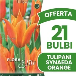 ERBJUDANDE 21 TULPANLÖK FIOR DI GIGLIO SYNAEDA ORANGE LÖKAR Fröer & Lökar