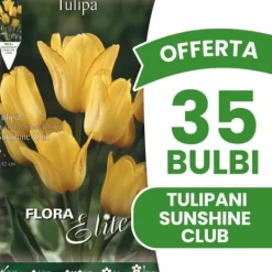 Sale ERBJUDANDE 35 TULPANLÖK MULTIFIORI SUNSHINE CLUB HÖSTLÖKAR LÖKAR LÖKAR Fröer & Lökar
