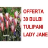 Best ERBJUDANDE 30 TULPANLÖKAR LADY JANE LÖKAR LÖKAR Fröer & Lökar