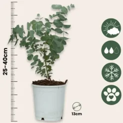Eukalyptus - Set om 2 - Eucalyptus 'Pulverulenta' - Höjd 25-40cm - ⌀13cm Krukväxter Inomhus