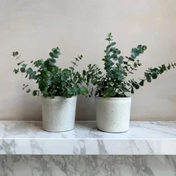 Eukalyptus - Set om 2 - Eucalyptus 'Pulverulenta' - Höjd 25-40cm - ⌀13cm Krukväxter Inomhus